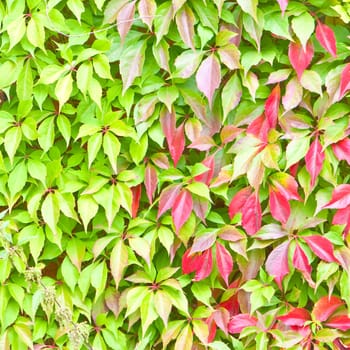 Lovely fresh background image of leaves of a wall-climbing plant�