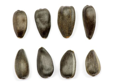 sunflower seeds isolated on white