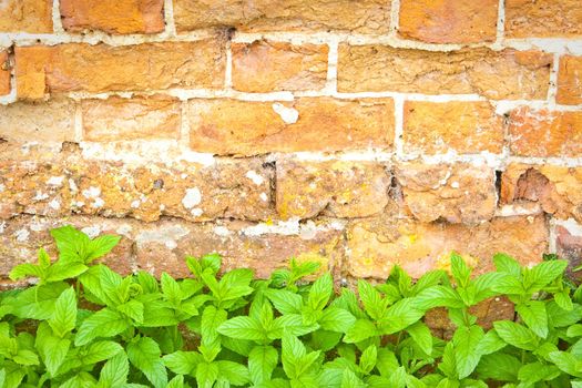 Lovely fresh mint leaves against a red brick wall