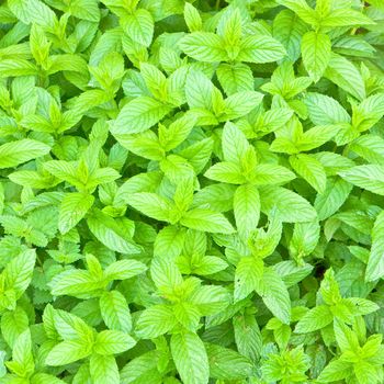 Lovely fresh background image of english garden mint