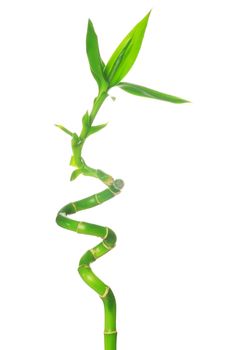 green bamboo isolated on a white background