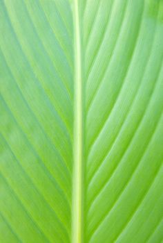 Texture of a green leaf as background