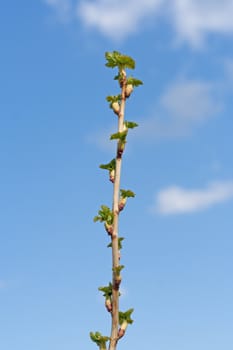 leaf of the black currant