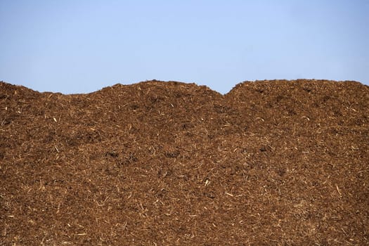 Stack of Bark towards blue sky