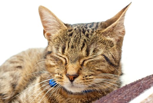 A cute tabby cat sleeping on a blanket