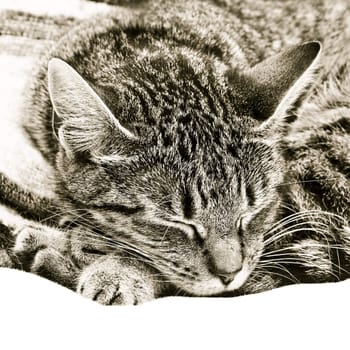 Beautiful monochrome image of a sleeping tabby cat