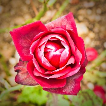 A striking vintage toned image of the head of a red rose