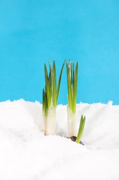 Budding crocus protruding from the snow