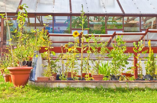 Flowers growing outside a large greenhouse in summer�