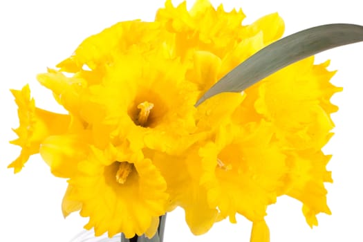 yellow daffodisl, photo on the white background