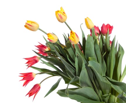 Bouquet of fresh tulips on the white background