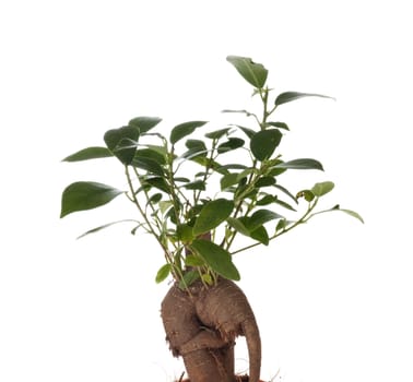 Bonsai Ficus Tree isolated on the white 