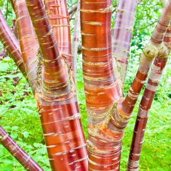 Close up of a cherry birch tree