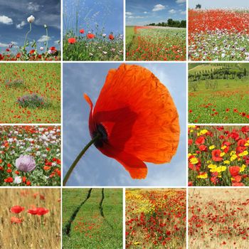 meadows and fields with flowering poppies