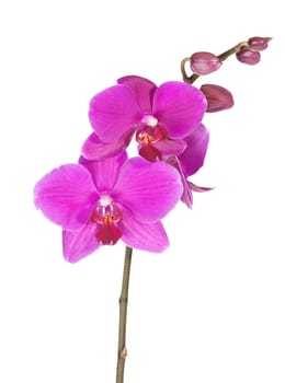 Beautiful purple orchid, isolated on white