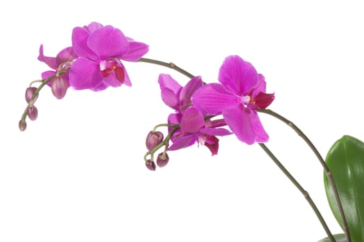 Beautiful purple orchid, isolated on white