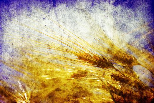 Grunge background with golden wheat in a farm field