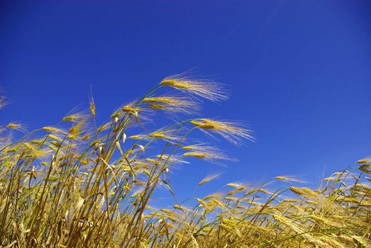 Wheat ears against the blue  sky
