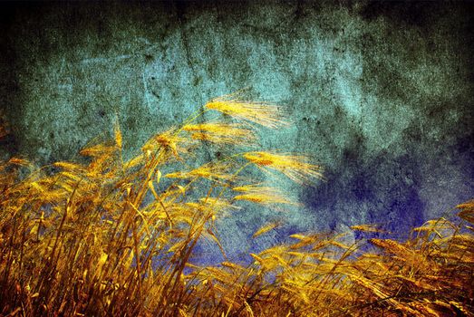 Grunge background with golden wheat in a farm field