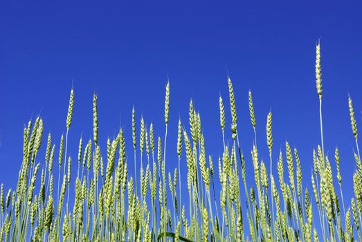  Early summer corn with a blue sky background