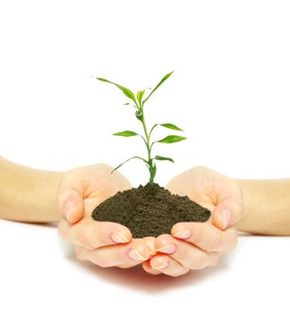 Hands holding sapling in soil  on white         