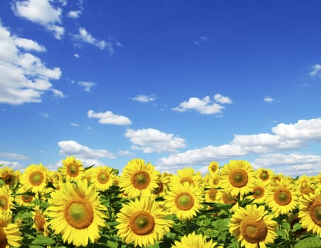 sunflower field over cloudy blue sky
