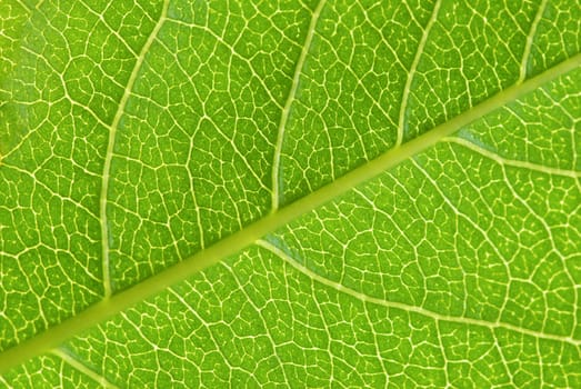structure of leaf natural background