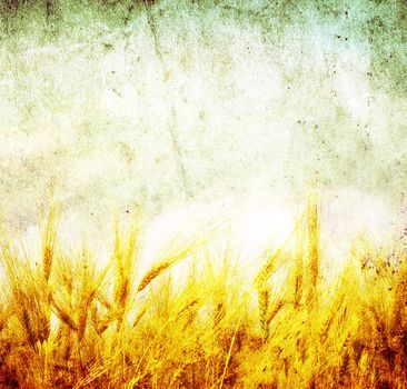 Grunge background with golden wheat in a farm field