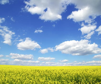  Rape field and clouds in sky