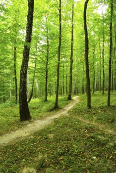 a path is in the green forest