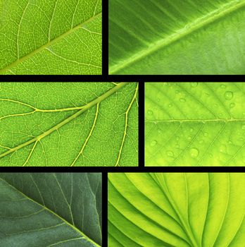 structure of leaf natural background