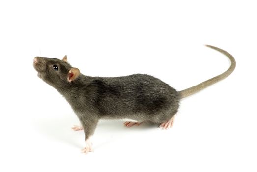 funny rat  isolated on white background