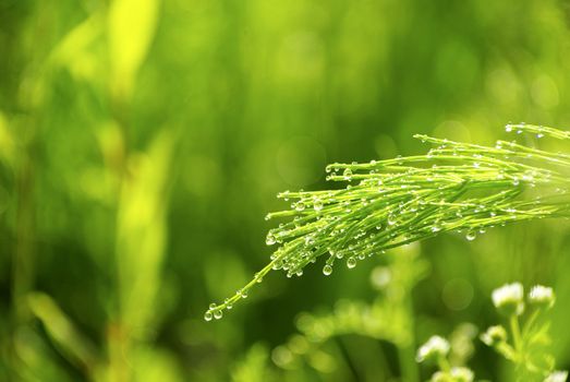 Dew drop on a blade of grass 