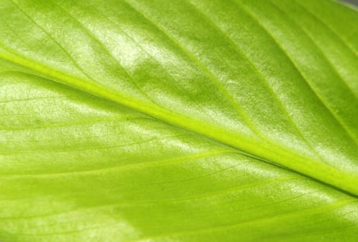 structure of leaf natural background