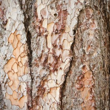 A very detailed image of mature tree bark as a background