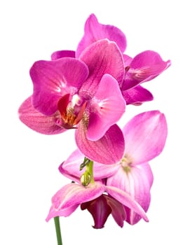 purple orchid phalaenopsis over white background.