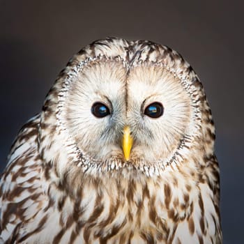 Lovely image of a ural owl looking at the viewer