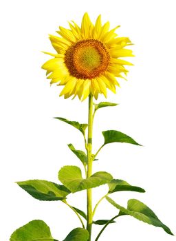 yellow sunflower and white background