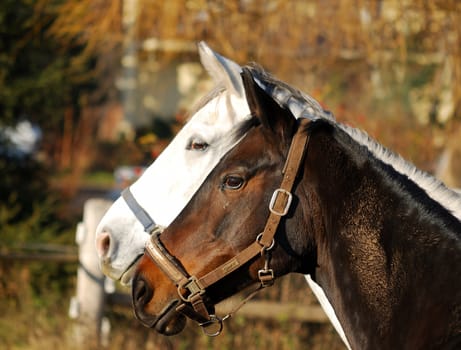 white and black horse