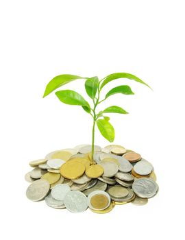 plant in coins  isolated on white background