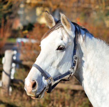 head of a white horse in the autumn day
