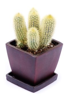 cactus isolated over white background