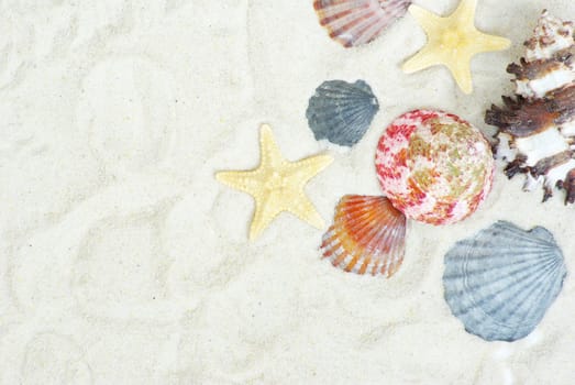 starfish and shells on the beach