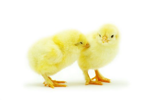 Cute little baby chicken isolated on white background