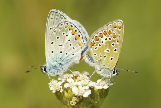  butterfly on a green leaf