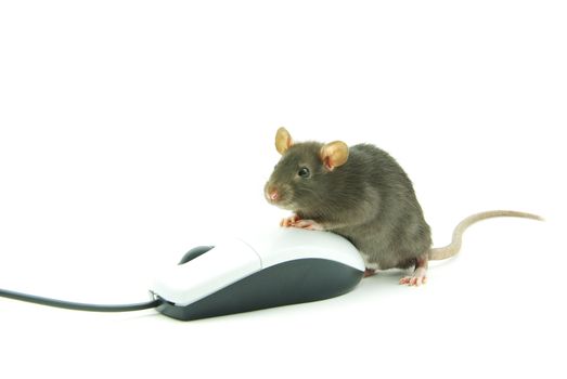 grey rat  isolated on white background