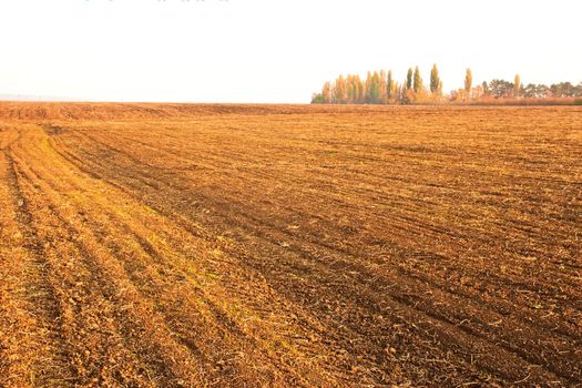 Sown cereals autumn field in the rays of setting sun