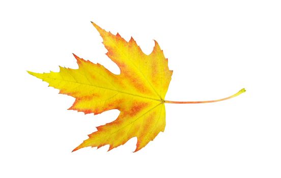 autumn maple leaf isolated on white background