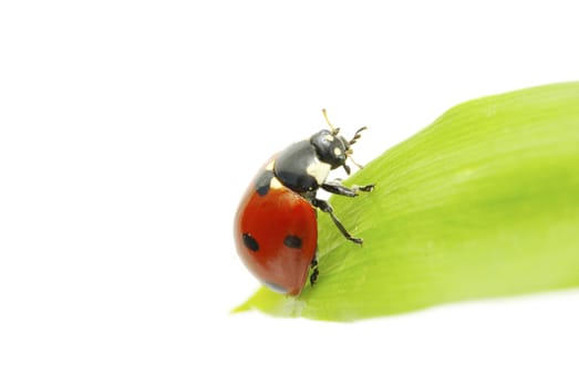 red ladybug on green grass isolated on white