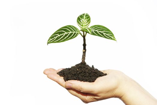 Hands holding sapling in soil  on white           